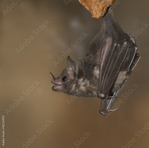 Seba's Short-tailed Bat Hanging On Stone photo