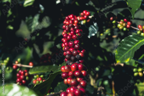 Good quality Arabica coffee on high mountain. In Southeast Asia