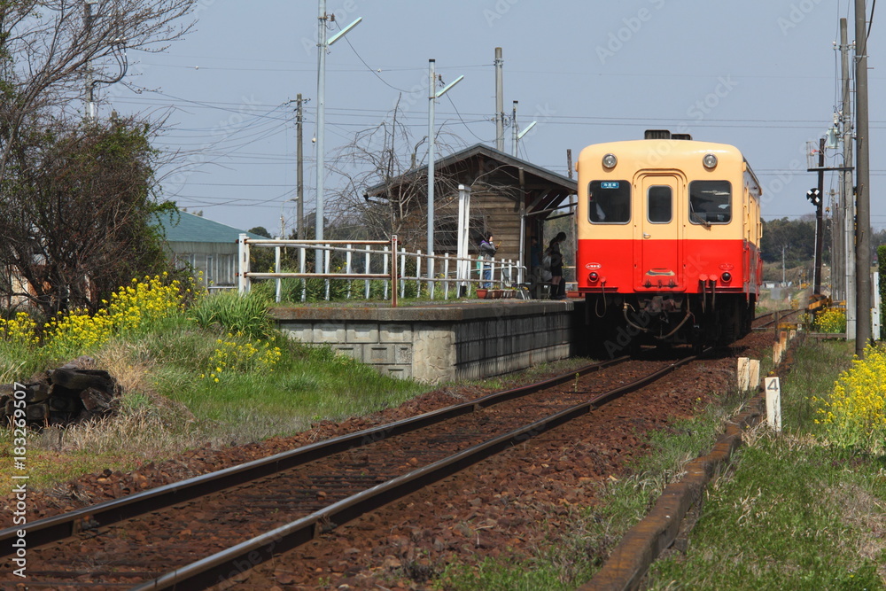 Naklejka premium Spring in Boso Peninsula, Japan