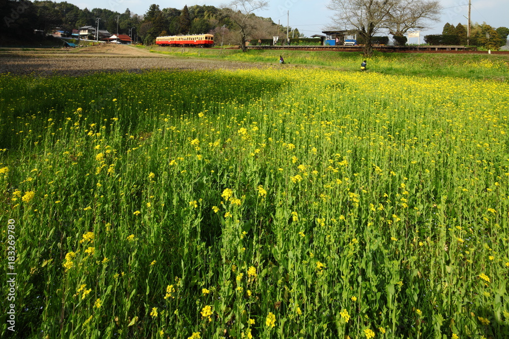 Obraz premium Spring in Boso Peninsula, Japan 