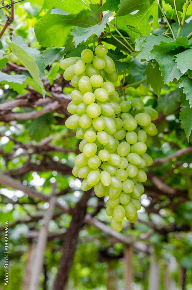 green grapes on the vine with green leaf in garden