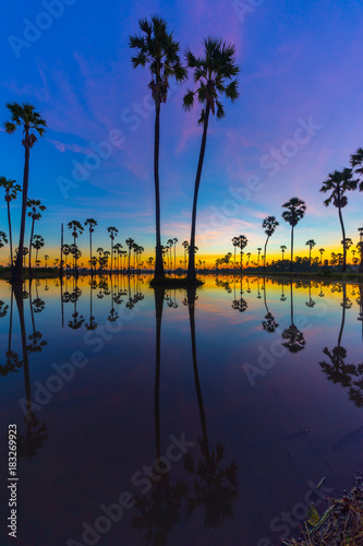 Silhouette of Twin Sugar Palm Tree on Blue and Pink Sky at Twilight Time. Reflection on the water.
