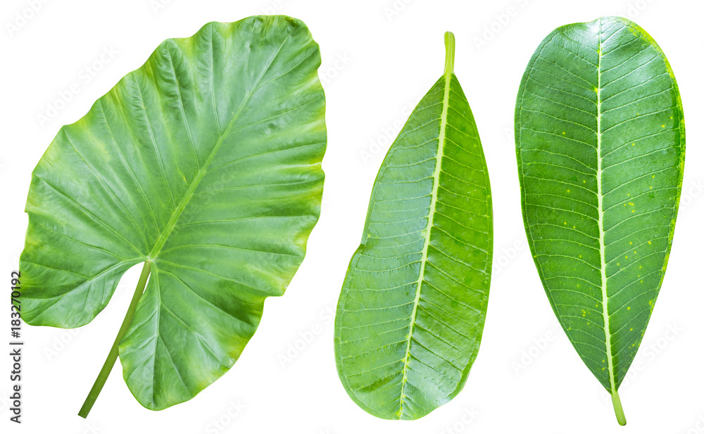 leaves isolated on white background leaves isolated on white background