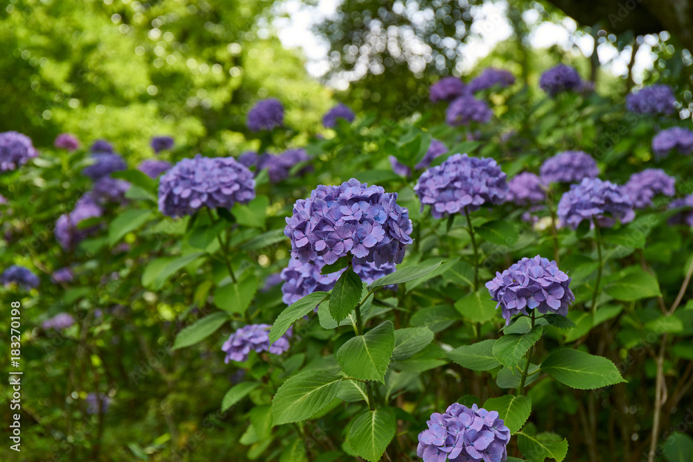 生駒山頂アジサイ園 生駒山頂アジサイ園