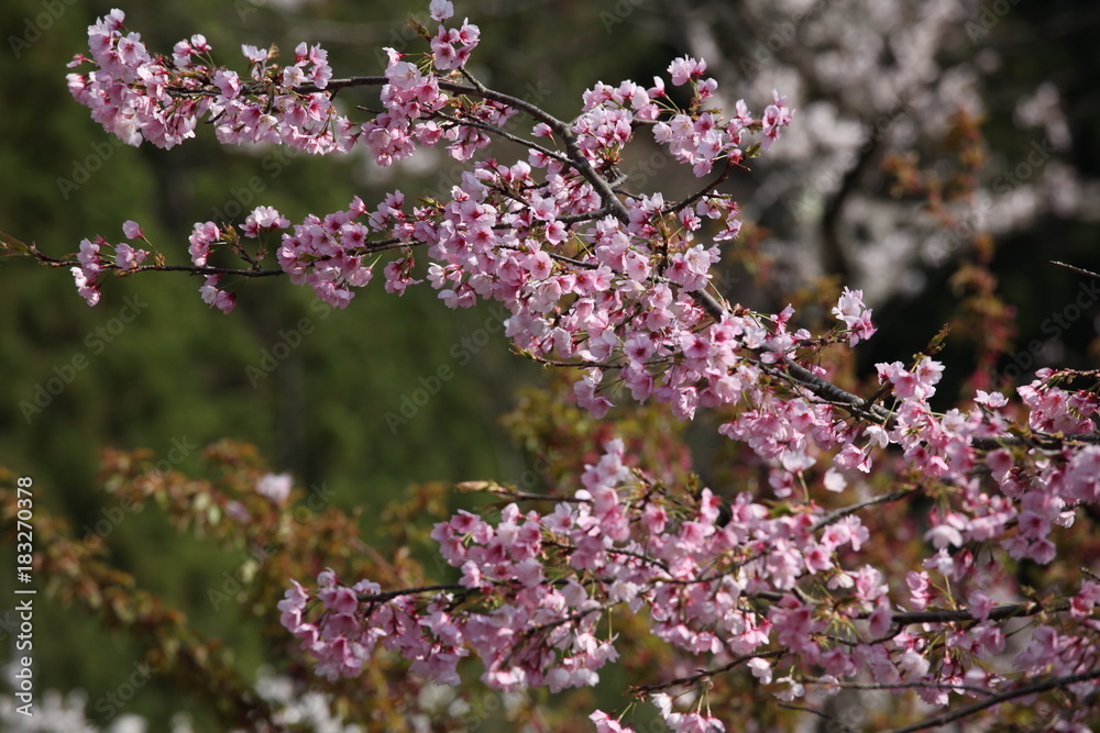 Spring in South Japan Alps Spring in South Japan Alps