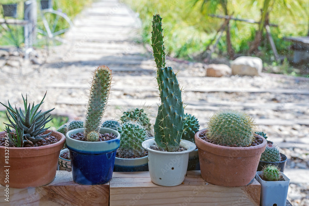 cactus in small pots cactus in small pots