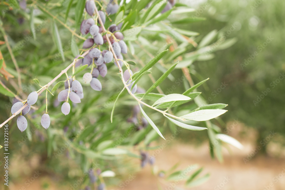 Olive tree branch with olives on olive trees backround. Olive branch full of fruit and leafs. Black olives. Olive tree branch with olives on olive trees backround. Olive branch full of fruit and leafs. Black olives.