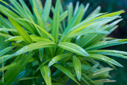 green leaves ornamental plants  selective focus