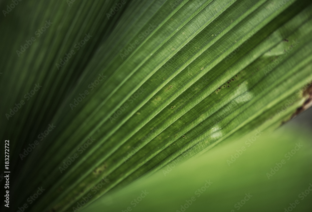 Close up of tree leaves Close up of tree leaves