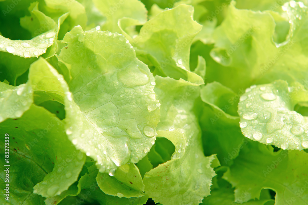 Organic hydroponic vegetable with dew drop in cultivation farm Organic hydroponic vegetable with dew drop in cultivation farm