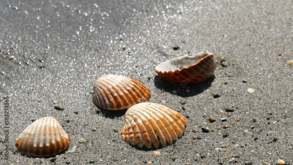 Beautiful relief seashells that wash a wave Beautiful relief seashells that wash a wave