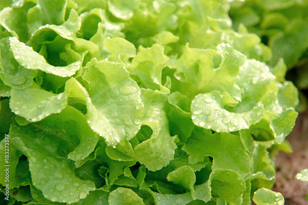 Organic hydroponic vegetable with dew drop in cultivation farm Organic hydroponic vegetable with dew drop in cultivation farm