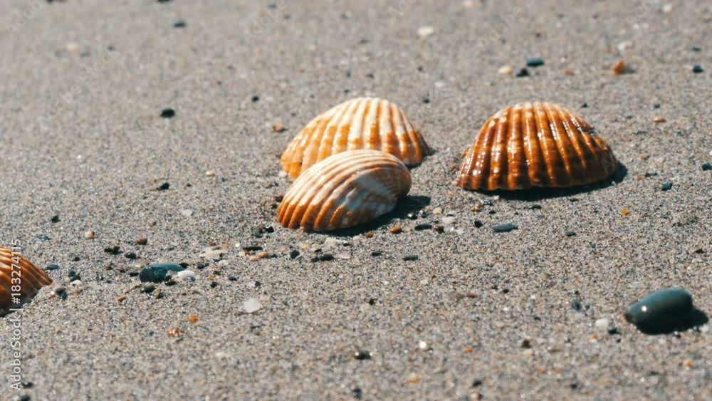 Seashells in the sand beach, waves splash on the shells.Beautiful seashells on a tropical beach.Travel concept Seashells in the sand beach, waves splash on the shells.Beautiful seashells on a tropical beach.Travel concept