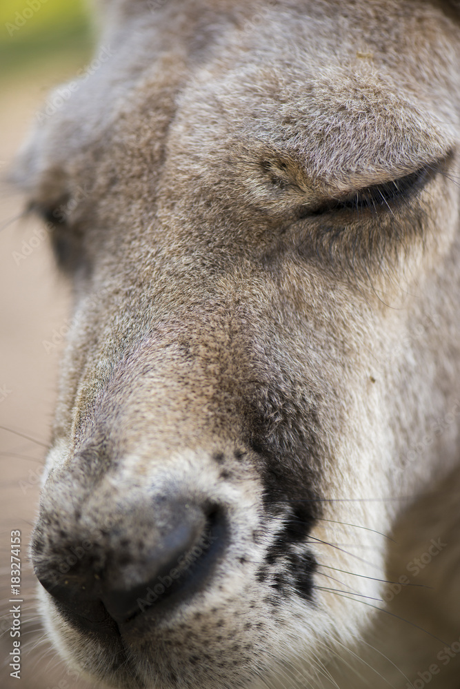 Australian kangaroo outdoors during the day time.