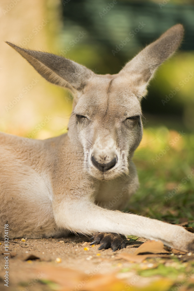 Australian kangaroo outdoors during the day time. Australian kangaroo outdoors during the day time.