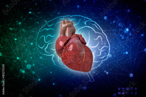 3d illustration Anatomy of Human Heart 