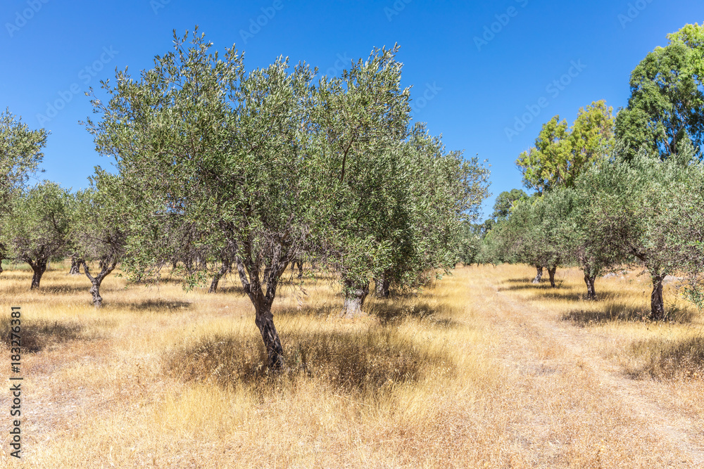 Olive trees on the Rhodes island, Greece