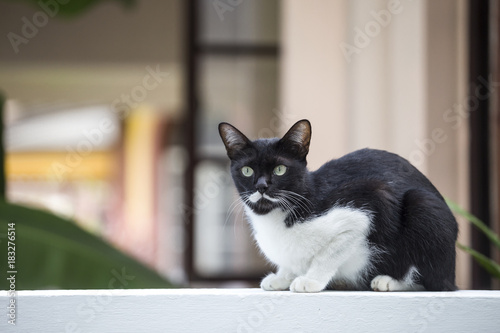 Cute black and white cat on white cement wall over blurred house background, asian cat