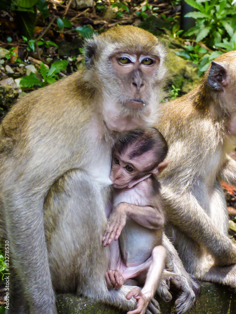 Naklejka premium Macaque monkey breastfeeding her baby