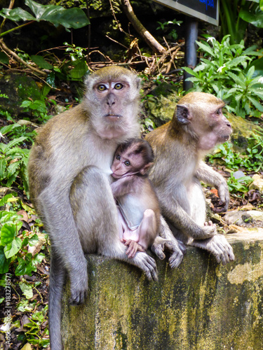 Macaque monkey breastfeeding her baby