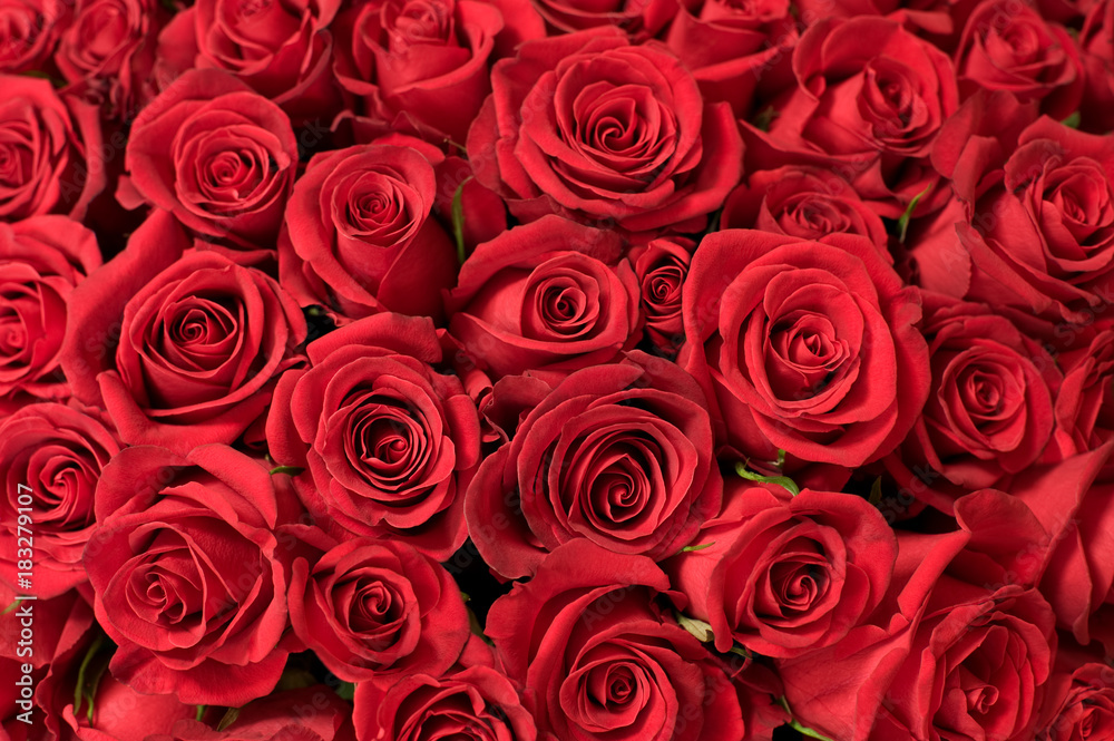 lots of roses background lots of roses background