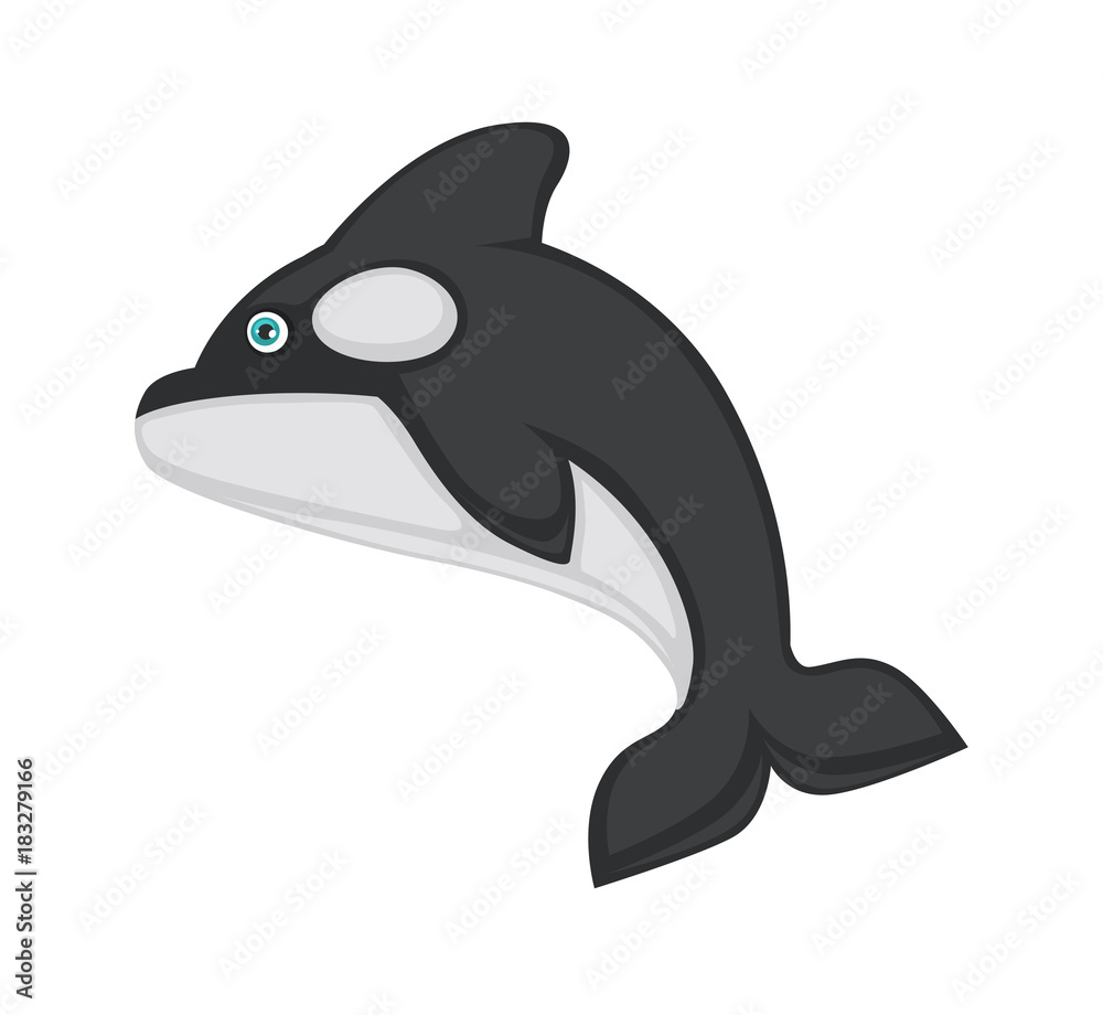 Obraz premium Killer whale with black and white smooth skin