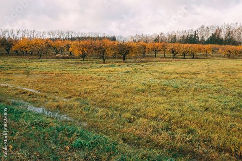 a large garden of apple trees without leaves and people in the fall. fallen apples on the ground.