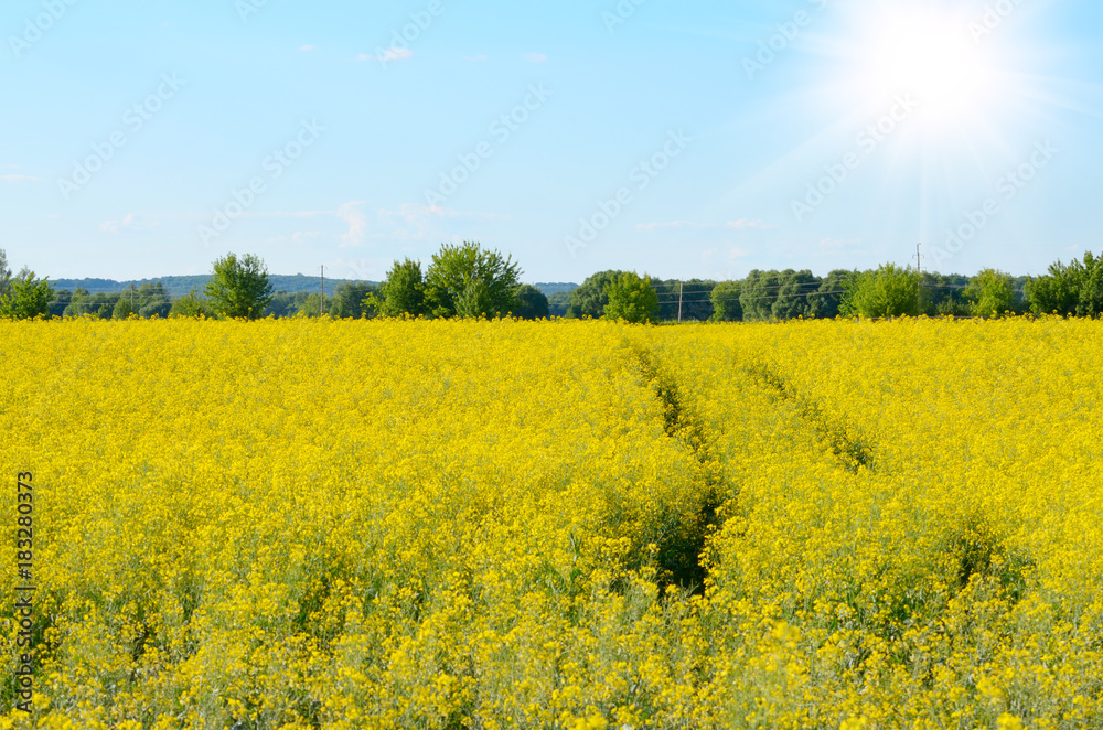Bright yellow canola field under blue sky summer day