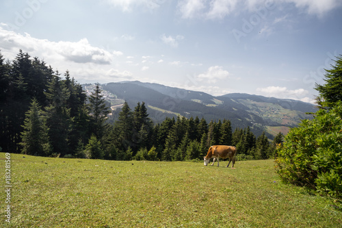 Cow of brown color walks on the hill.