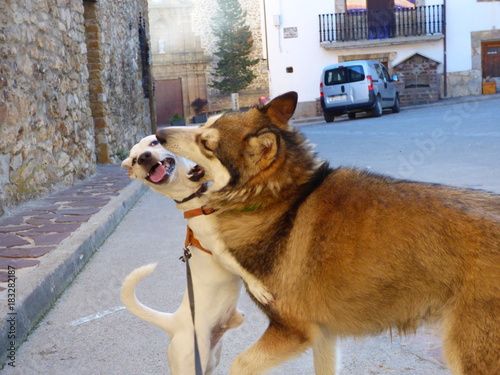 Perros jugando. Lobo vs Jack Russell en España