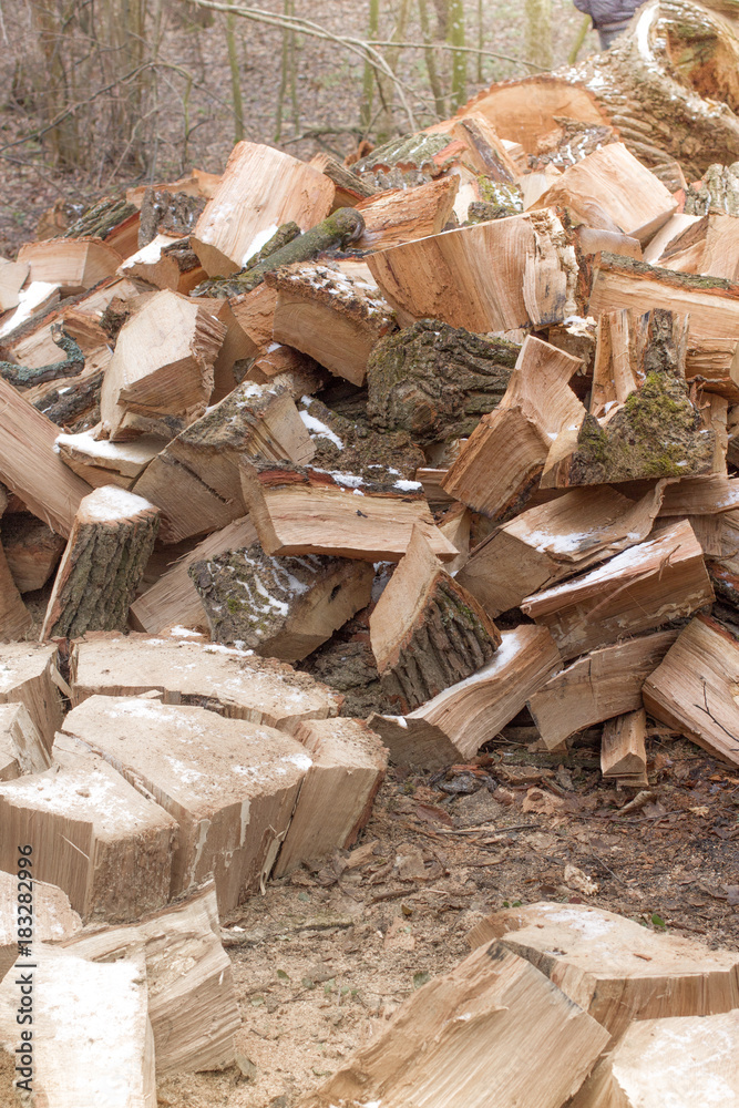 Pile of firewood. Oak trunk. Sawn trunk tree in forest Pile of firewood. Oak trunk. Sawn trunk tree in forest