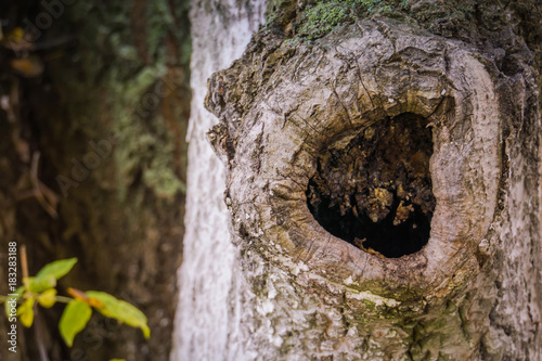 Hollow in the Tree