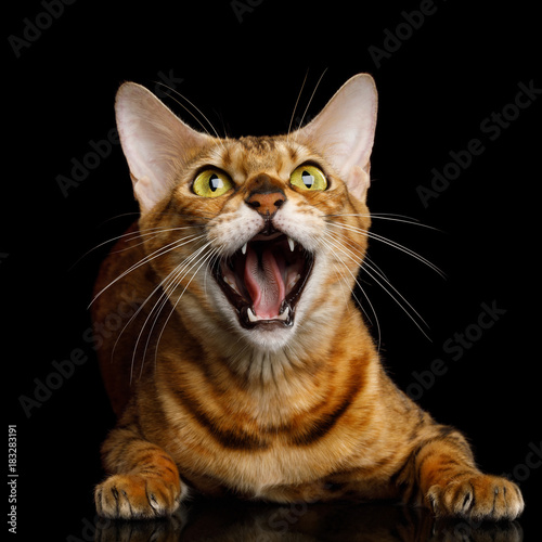 Fototapeta Naklejka Na Ścianę i Meble -  Aggressive Bengal Cat with mad eyes opened mouth hiss on isolated on Black Background, Front view