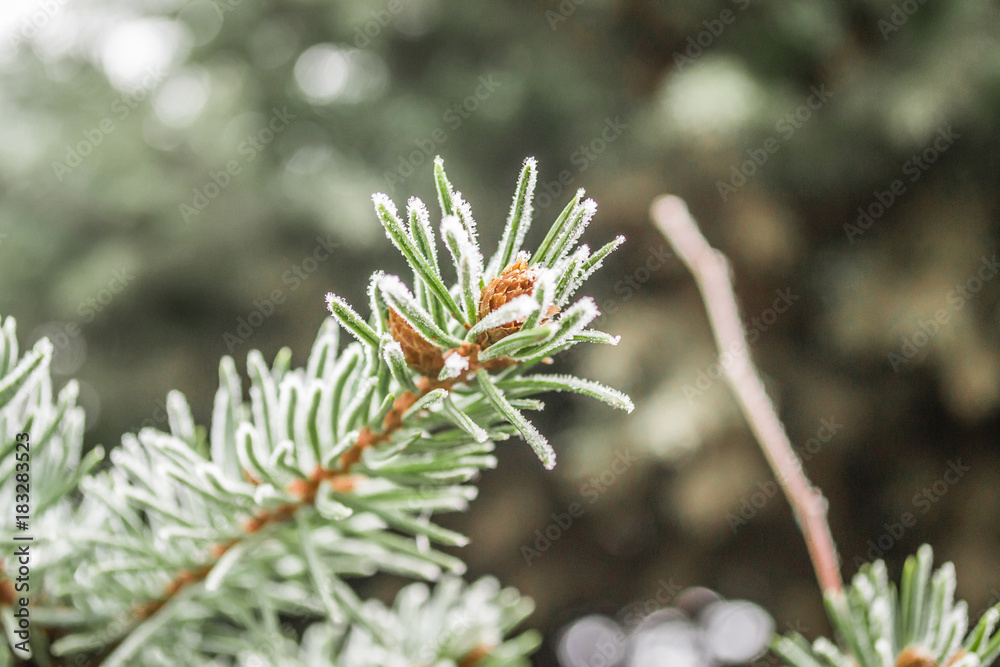 Snow Covered Pine Tree Branches Close Up Snow Covered Pine Tree Branches Close Up