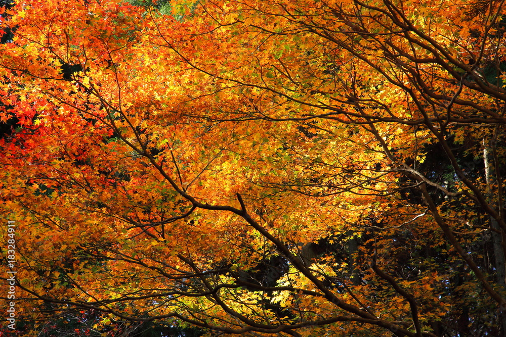 Autumn in Kyoto and Shiga, Japan Autumn in Kyoto and Shiga, Japan