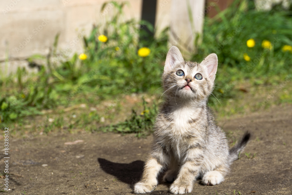 Tabby Kitten Play Outside