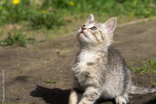 Tabby Kitten Play Outside