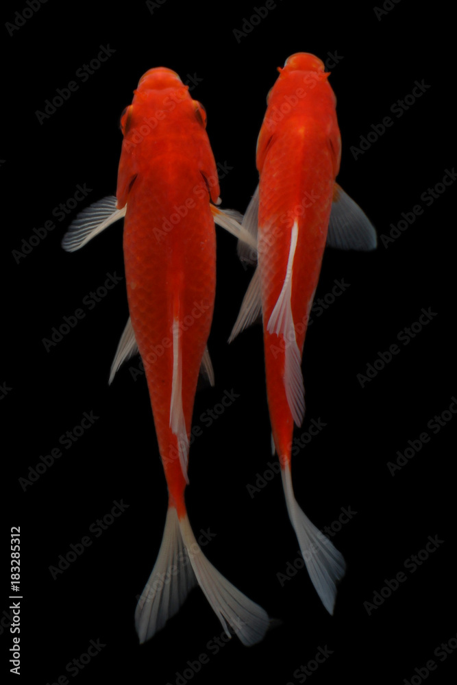 Naklejka premium Koi fish Red and white