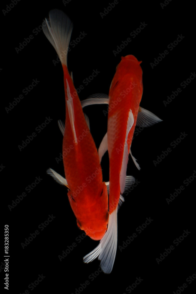 Naklejka premium Koi fish Red and white