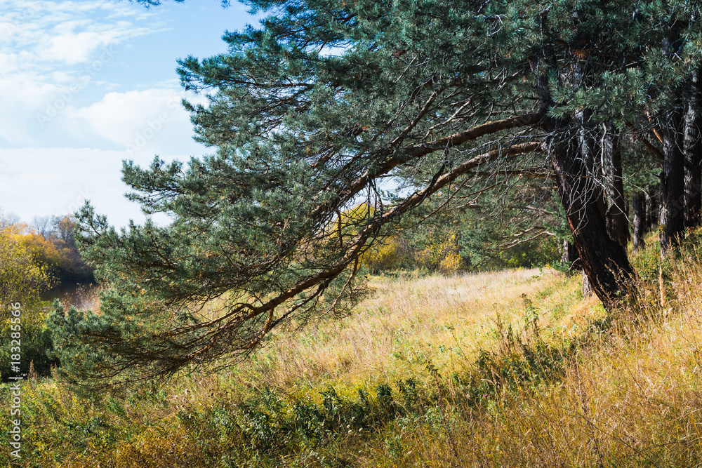 Pine forest and the hill with yellow grass in autumn Pine forest and the hill with yellow grass in autumn