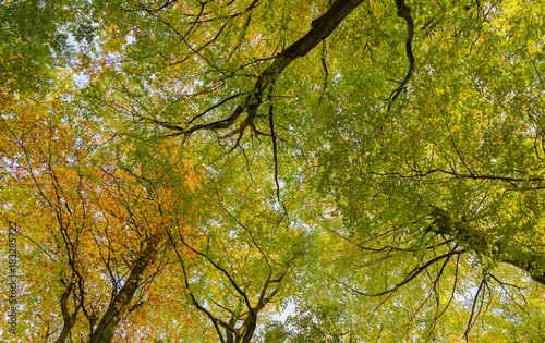 Looking up into typical British birch woodland canopy in autumn