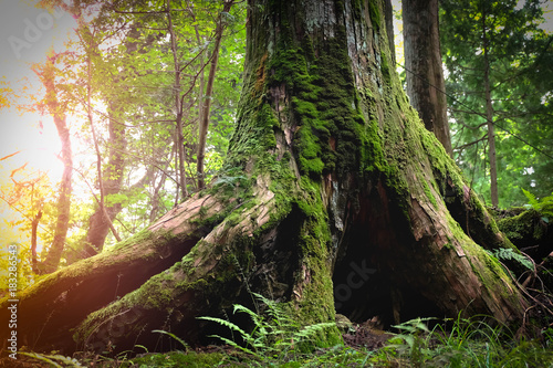 Big tree in the forest