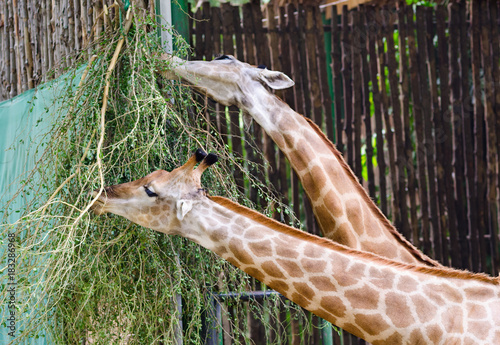 Photography two giraffes feed