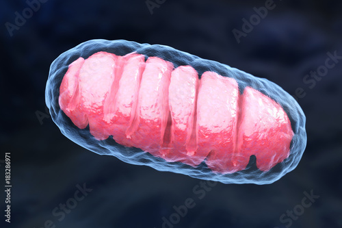Mitochondrion photo