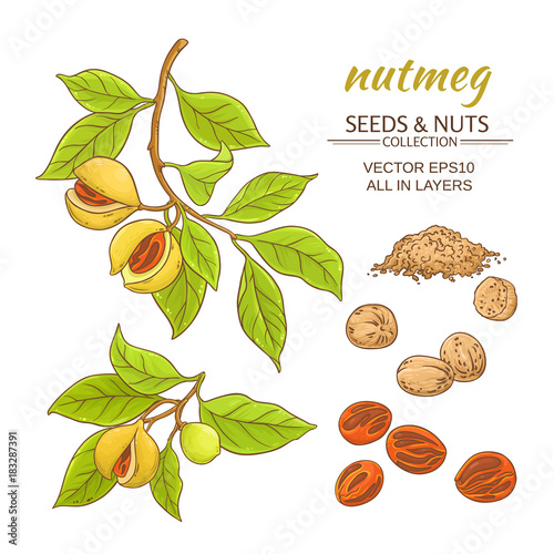 nutmeg vector set