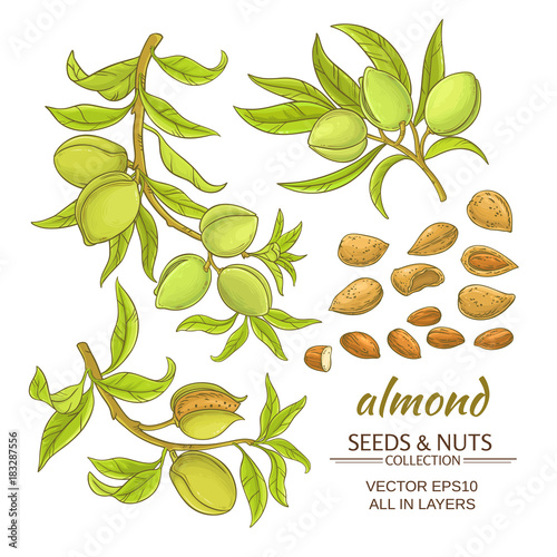 Print op canvas almond vector set