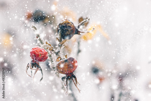 rosehip brunches under the snow in the winter day