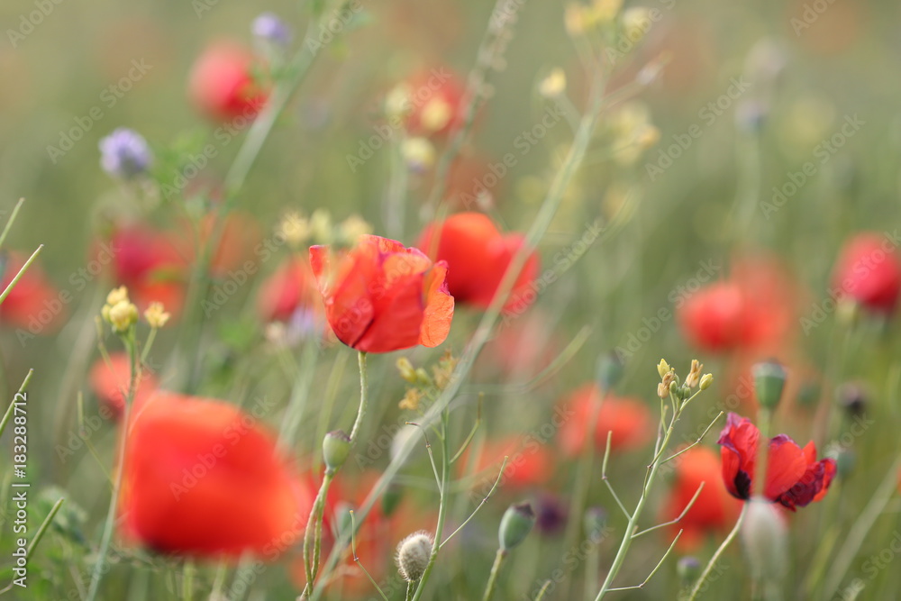 Blooming red poppy field in June on the peninsula of Crimea Blooming red poppy field in June on the peninsula of Crimea