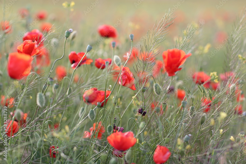 Fototapeta premium Blooming red poppy field in June on the peninsula of Crimea