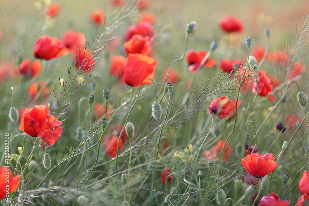 Fototapeta premium Blooming red poppy field in June on the peninsula of Crimea